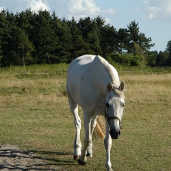 Tiere